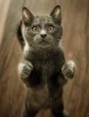 спортивный прогнозист rearehart