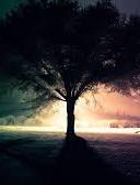 спортивный прогнозист tuchides