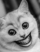 спортивный прогнозист savkin