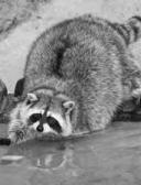 спортивный прогнозист jeremy