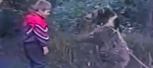 Хабиб Нурмагомедов дерется с медведем