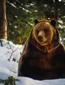 спортивный прогнозист zema88