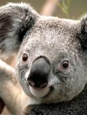 спортивный прогнозист igriok