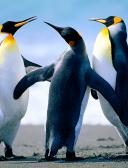 спортивный прогнозист Ryuzan01