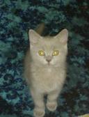 спортивный прогнозист I.V.M.777